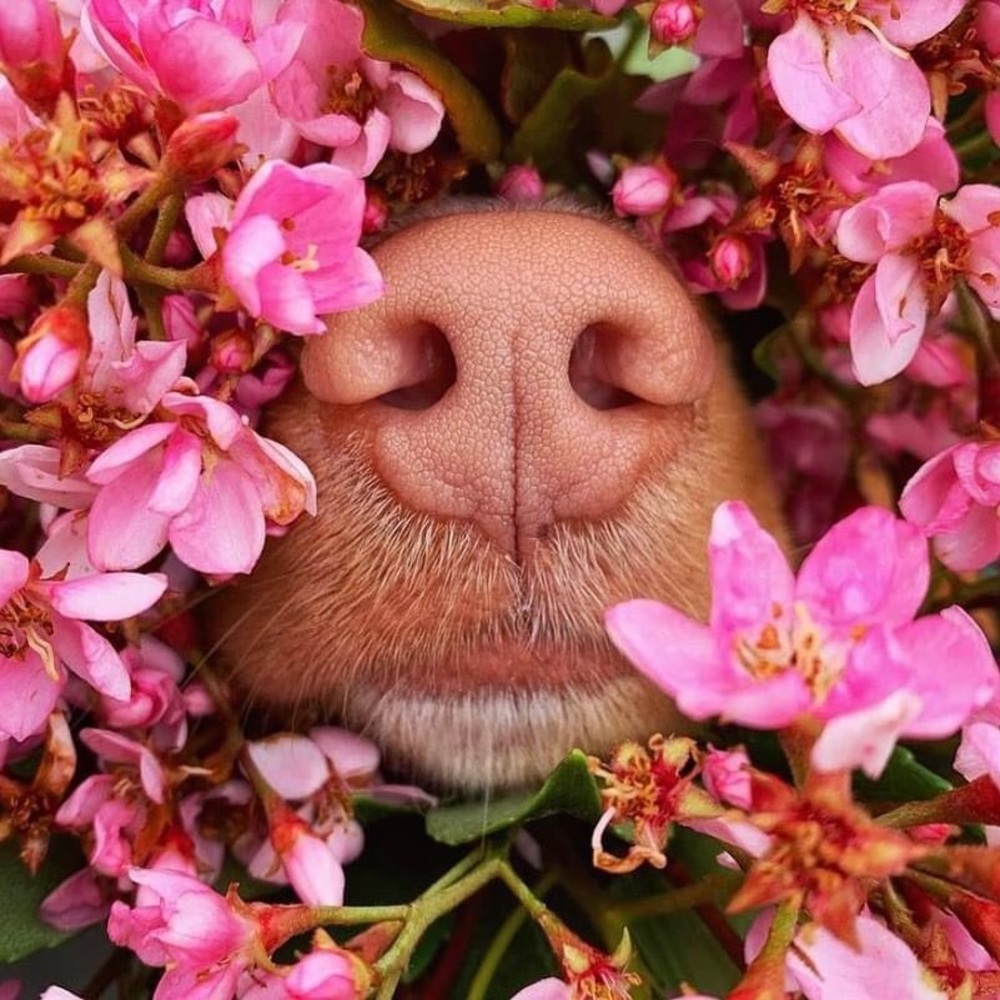 Meet your Posher, Melody